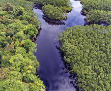 Recuperação de áreas verdes, combate ao desmatamento, cuidados com a água e a fauna e destinação correta dos resíduos sólidos: os indicadores que transformaram o Paraná em referência na proteção ao meio ambiente.