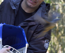  Pássaros resgatados do tráfico de animais começaram a voltar para a natureza nesta quarta-feira (25)