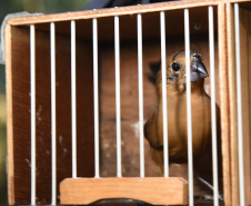  Pássaros resgatados do tráfico de animais começaram a voltar para a natureza nesta quarta-feira (25)