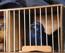  Pássaros resgatados do tráfico de animais começaram a voltar para a natureza nesta quarta-feira (25)