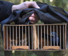  Pássaros resgatados do tráfico de animais começaram a voltar para a natureza nesta quarta-feira (25)