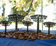 PLANTIO DE ARAUCARIA VICE