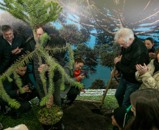 PLANTIO DE ARAUCARIA VICE
