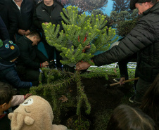 PLANTIO DE ARAUCARIA VICE