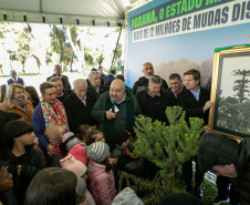 PLANTIO DE ARAUCARIA VICE