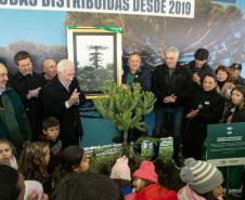 PLANTIO DE ARAUCARIA VICE