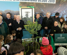 PLANTIO DE ARAUCARIA VICE