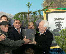 PLANTIO DE ARAUCARIA VICE