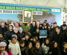 PLANTIO DE ARAUCARIA VICE