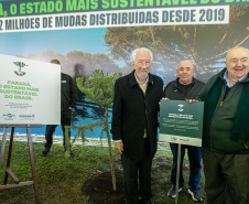PLANTIO DE ARAUCARIA VICE