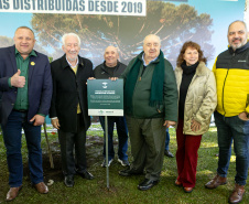 PLANTIO DE ARAUCARIA VICE