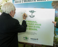 PLANTIO DE ARAUCARIA VICE