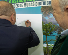 PLANTIO DE ARAUCARIA VICE