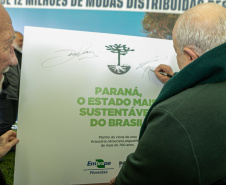 PLANTIO DE ARAUCARIA VICE