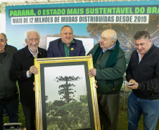 PLANTIO DE ARAUCARIA VICE