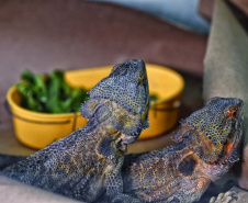 IAT ANIMAIS FAUNA SILVESTRE RESGATADOS