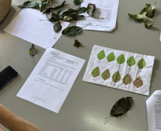 Paraná lidera inovação com tecnologia europeia adaptada para agricultura tropical