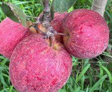 Paraná lidera inovação com tecnologia europeia adaptada para agricultura tropical