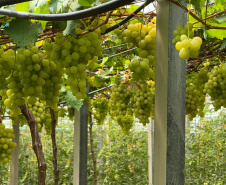 Paraná lidera inovação com tecnologia europeia adaptada para agricultura tropical
