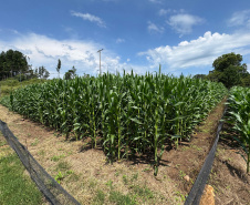 Paraná lidera inovação com tecnologia europeia adaptada para agricultura tropical
