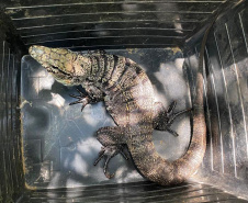 Cuidado no inverno: lagarto teiú (Salvator merianae), réptil presente em todos os biomas do Paraná