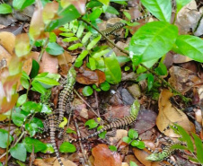 Cuidado no inverno: lagarto teiú (Salvator merianae), réptil presente em todos os biomas do Paraná