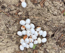 Cuidado no inverno: lagarto teiú (Salvator merianae), réptil presente em todos os biomas do Paraná