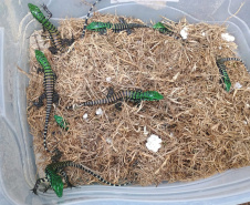 Cuidado no inverno: lagarto teiú (Salvator merianae), réptil presente em todos os biomas do Paraná