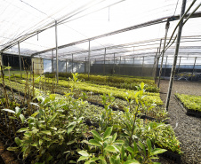 IAT anunciou plano de modernização sustentável de viveiros e laboratórios de mudas nativas durante capacitação promovida pela Gerência de Restauração Ambiental (GERA) do órgão