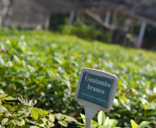 IAT anunciou plano de modernização sustentável de viveiros e laboratórios de mudas nativas durante capacitação promovida pela Gerência de Restauração Ambiental (GERA) do órgão