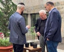 INOVAÇÃO - Bonsai de Araucária na Fundação Araucária
