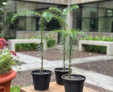 INOVAÇÃO - Bonsai de Araucária na Fundação Araucária