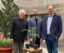 INOVAÇÃO - Bonsai de Araucária na Fundação Araucária