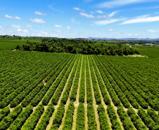 Valorização: café de Mandaguari conquista a 20ª Indicação Geográfica do Paraná