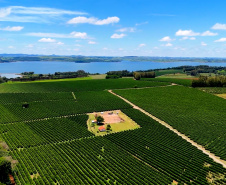 Valorização: café de Mandaguari conquista a 20ª Indicação Geográfica do Paraná