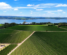 Valorização: café de Mandaguari conquista a 20ª Indicação Geográfica do Paraná