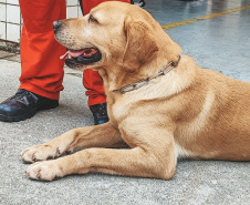 Grupo de Operações de Socorro Tático (GOST) do Corpo de Bombeiros Militar do Paraná (CBMPR)