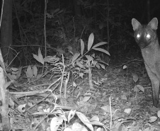 Sanepar - Com estudos e resgates de fauna e flora, Sanepar preserva espécies enquanto promove o saneamento no Paraná