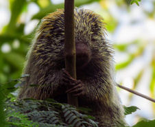 Sanepar - Com estudos e resgates de fauna e flora, Sanepar preserva espécies enquanto promove o saneamento no Paraná