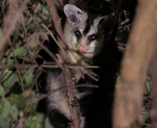 Sanepar - Com estudos e resgates de fauna e flora, Sanepar preserva espécies enquanto promove o saneamento no Paraná