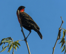 Sanepar - Com estudos e resgates de fauna e flora, Sanepar preserva espécies enquanto promove o saneamento no Paraná