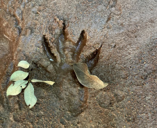 Sanepar - Com estudos e resgates de fauna e flora, Sanepar preserva espécies enquanto promove o saneamento no Paraná