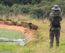 Sanepar - Com estudos e resgates de fauna e flora, Sanepar preserva espécies enquanto promove o saneamento no Paraná