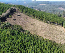 2ª Operação de Combate ao Desmatamento Ilegal da Mata Atlântica no Paraná de 2025 terminou com a lavratura de 164 Autos de Infração Ambiental (AIA)