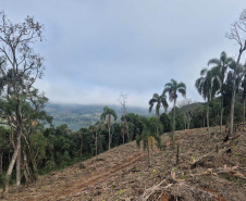 2ª Operação de Combate ao Desmatamento Ilegal da Mata Atlântica no Paraná de 2025 terminou com a lavratura de 164 Autos de Infração Ambiental (AIA)