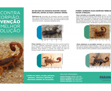 Saúde reforça cuidados e medidas de prevenção para evitar acidentes com escorpiões no Paraná