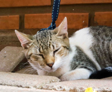  5º ciclo do CastraPet Paraná: Estado vai ampliar o número de cães e gatos imunizados contra a raiva