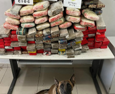 Canis da PMPR causam prejuízo de R$ 900 milhões ao crime desde 2023