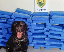 Canis da PMPR causam prejuízo de R$ 900 milhões ao crime desde 2023