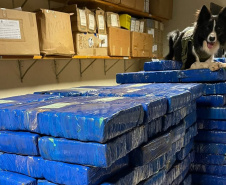 Canis da PMPR causam prejuízo de R$ 900 milhões ao crime desde 2023